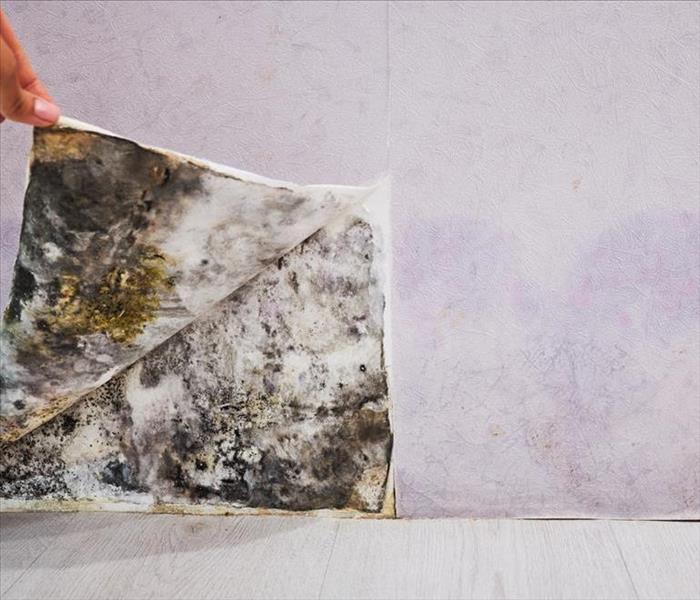 A closeup of a hand, peals off wallpaper and discovers the wall below is musty and spotted with mold