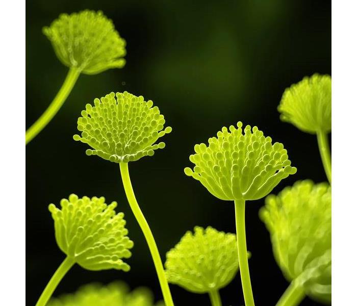 This Aspergillus fungus is amplified through use of a microscope. The almost glowing green long stem flowers out in a colony