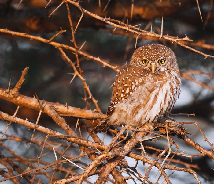 A brown and cream spotted owl with bright yellow eyes sits sweetly on a brown branched tree where leaves have all fallen off
